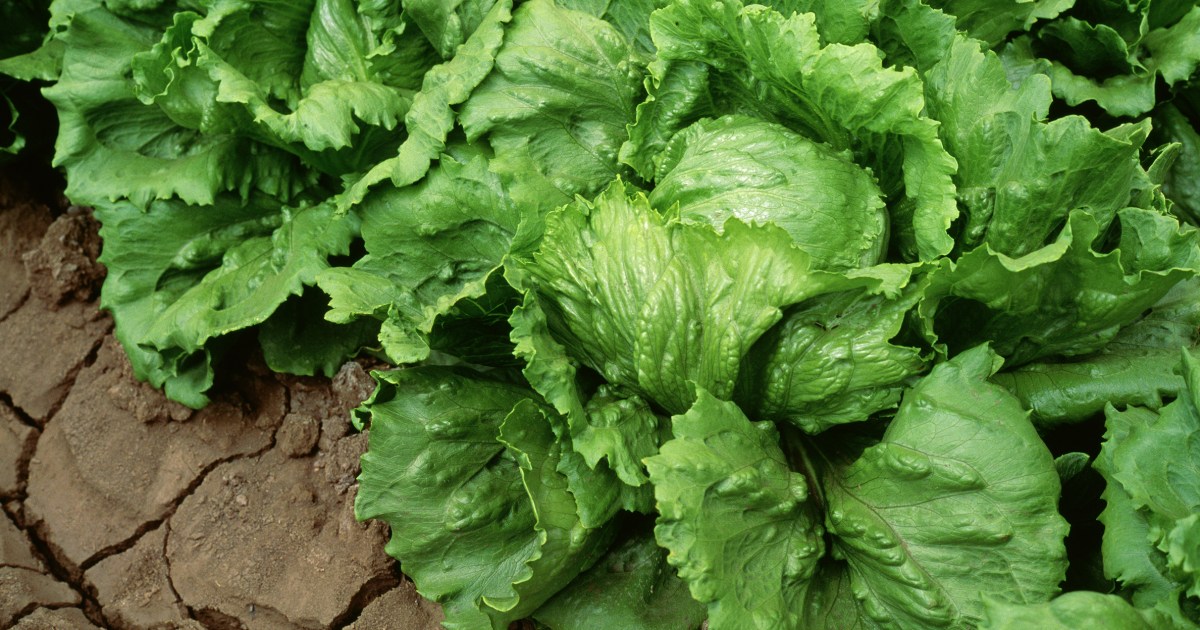 FDA Investigates Taylor Farms Lettuce as Possible Source in Cyclosporiasis Outbreak