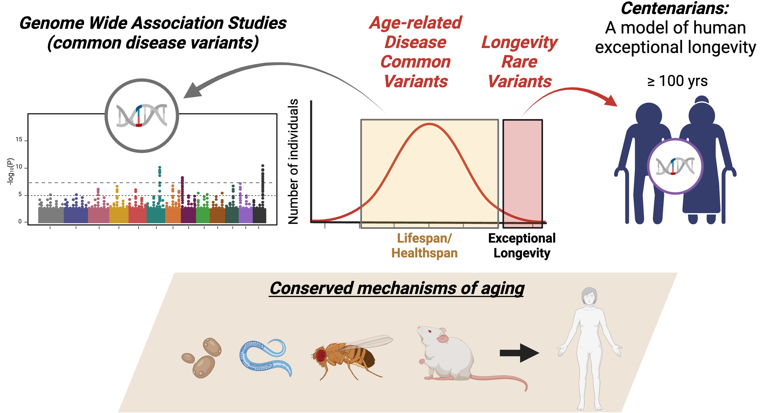 Long-Lived Families Reveal Genetic Clue to Extending Healthy Aging by Decades