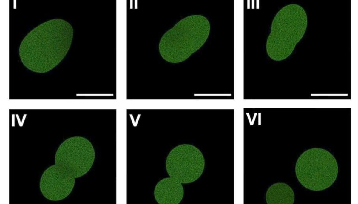 Scientists Create First Synthetic Cell That Feeds, Grows, and Divides