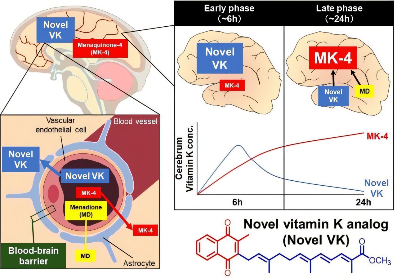 Scientists in Japan Develop Vitamin K-Based Compounds That Regenerate Brain Neurons