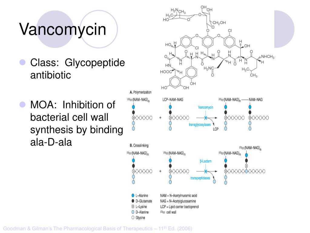 Scientists Revive Vancomycin: Breakthrough Against Antibiotic-Resistant Bacteria