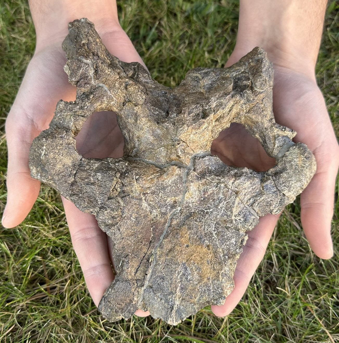 Stunning 150-Million-Year-Old Stegosaur Skull Rewrites Dinosaur Evolution