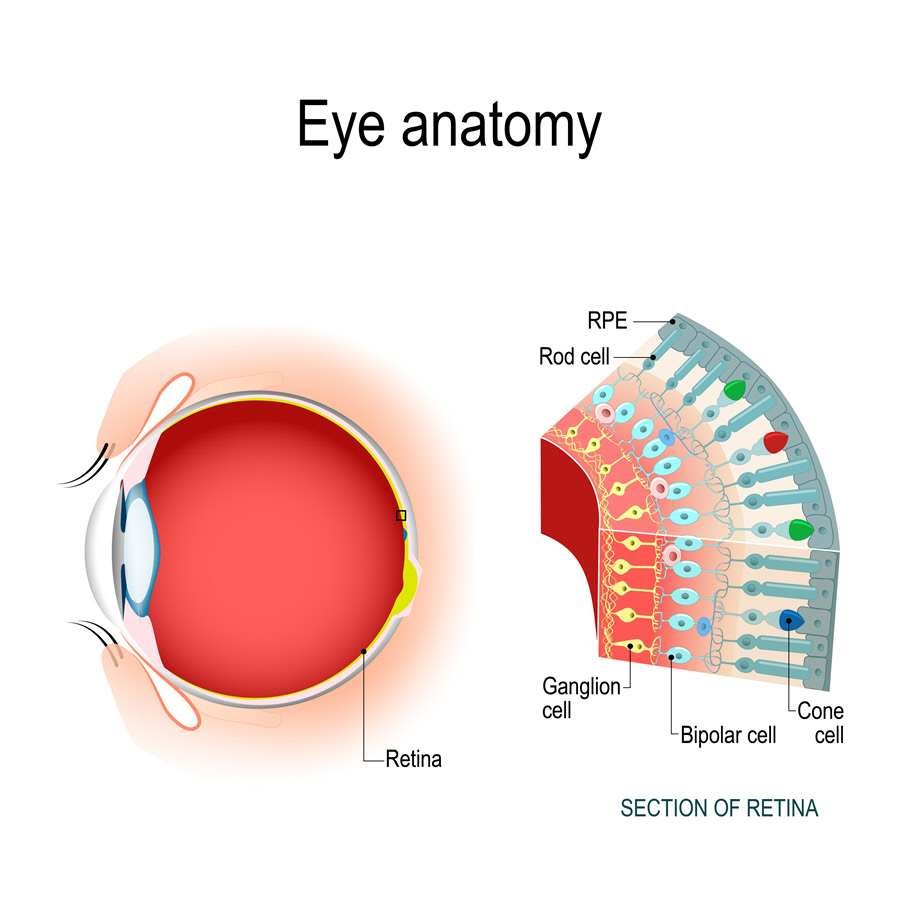 Yale Scientists Reveal Hidden Communication Network in the Retina
